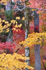 紅葉の語らい