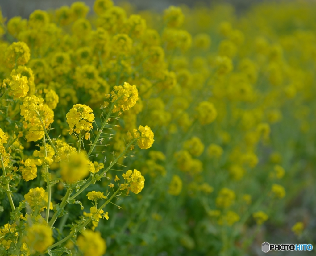 夕暮れの近づく菜の花　その1