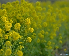 夕暮れの近づく菜の花　その1