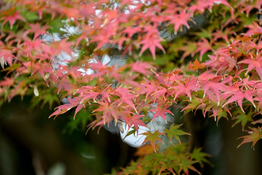 染まりはじめ②