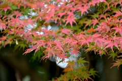 染まりはじめ②