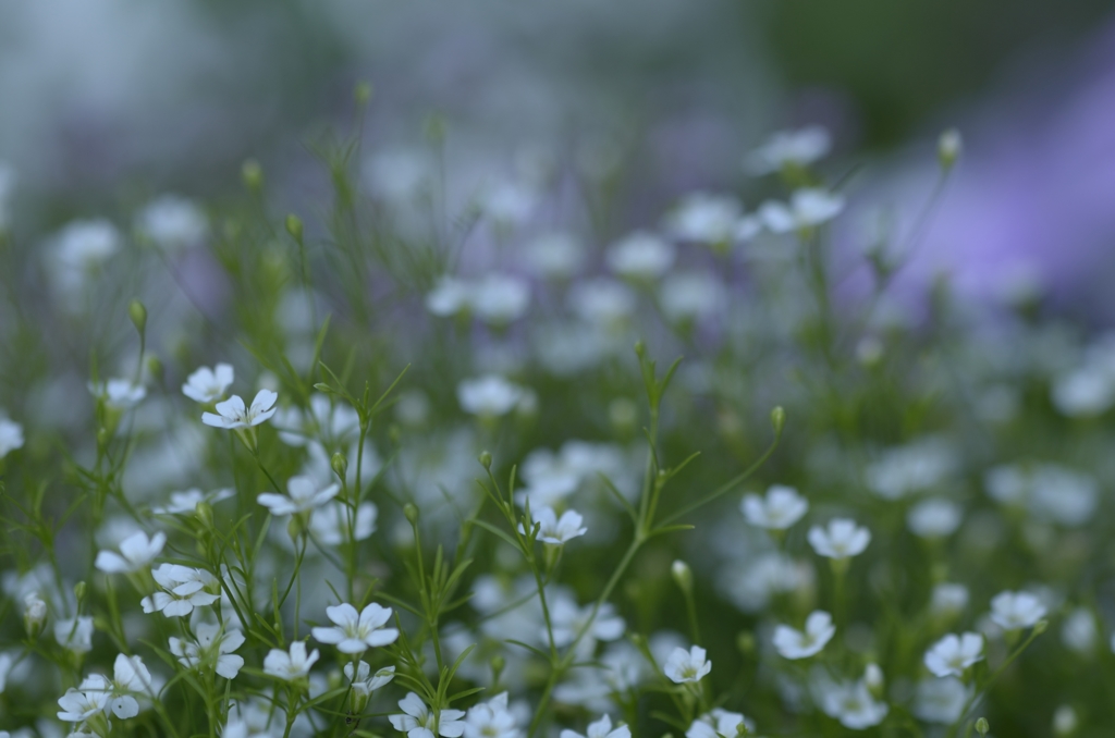 初夏の花畑