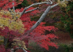 紅色の彩