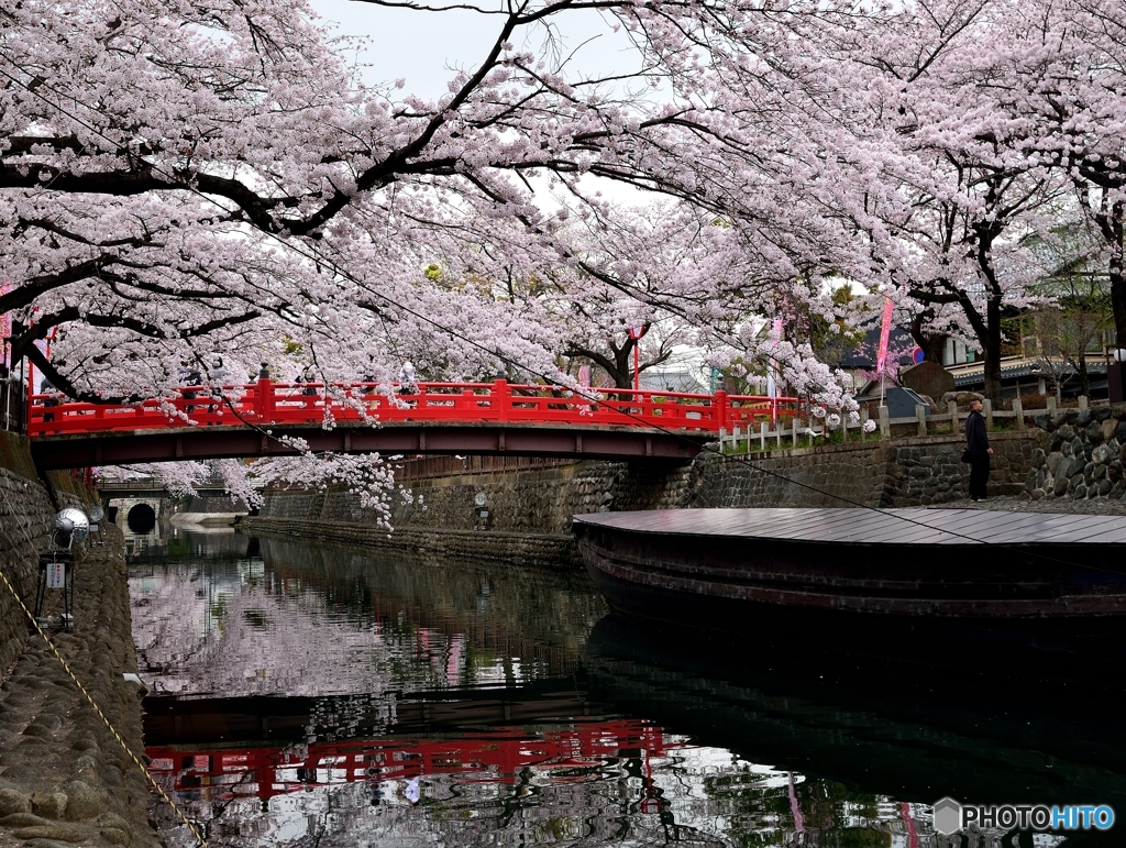 川面の桜　Ⅱ