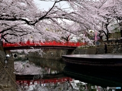 川面の桜　Ⅱ