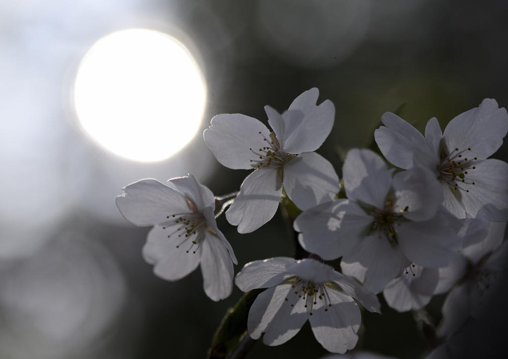 月見桜