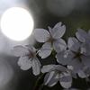 月見桜