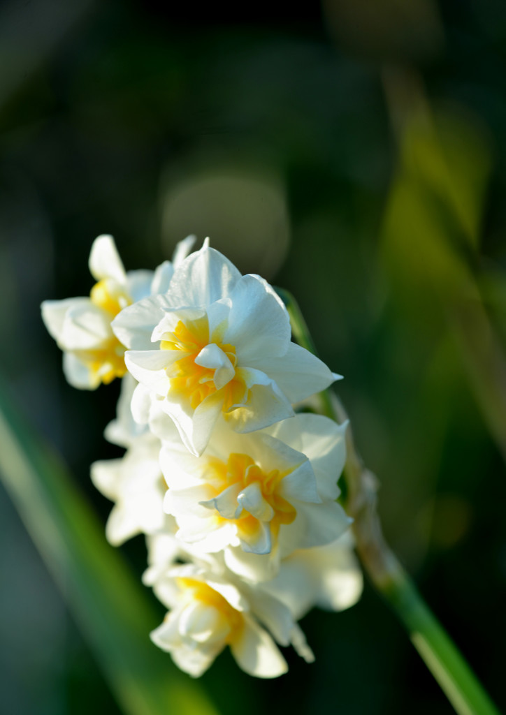 八重水仙 By Taiyoh Id 写真共有サイト Photohito