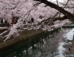川面の桜　Ⅰ