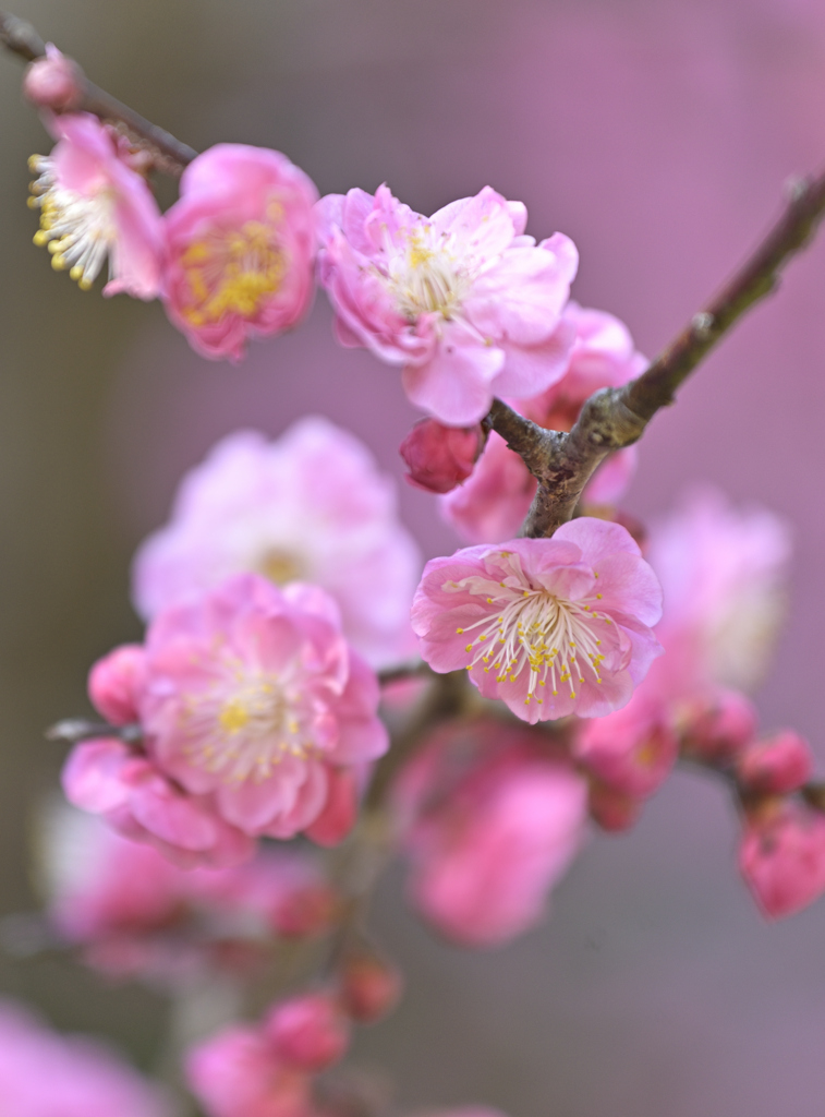 春爛漫