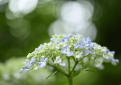 輝く紫陽花
