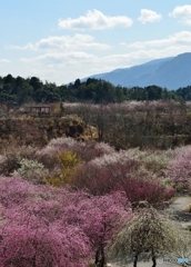春景色　Ⅱ