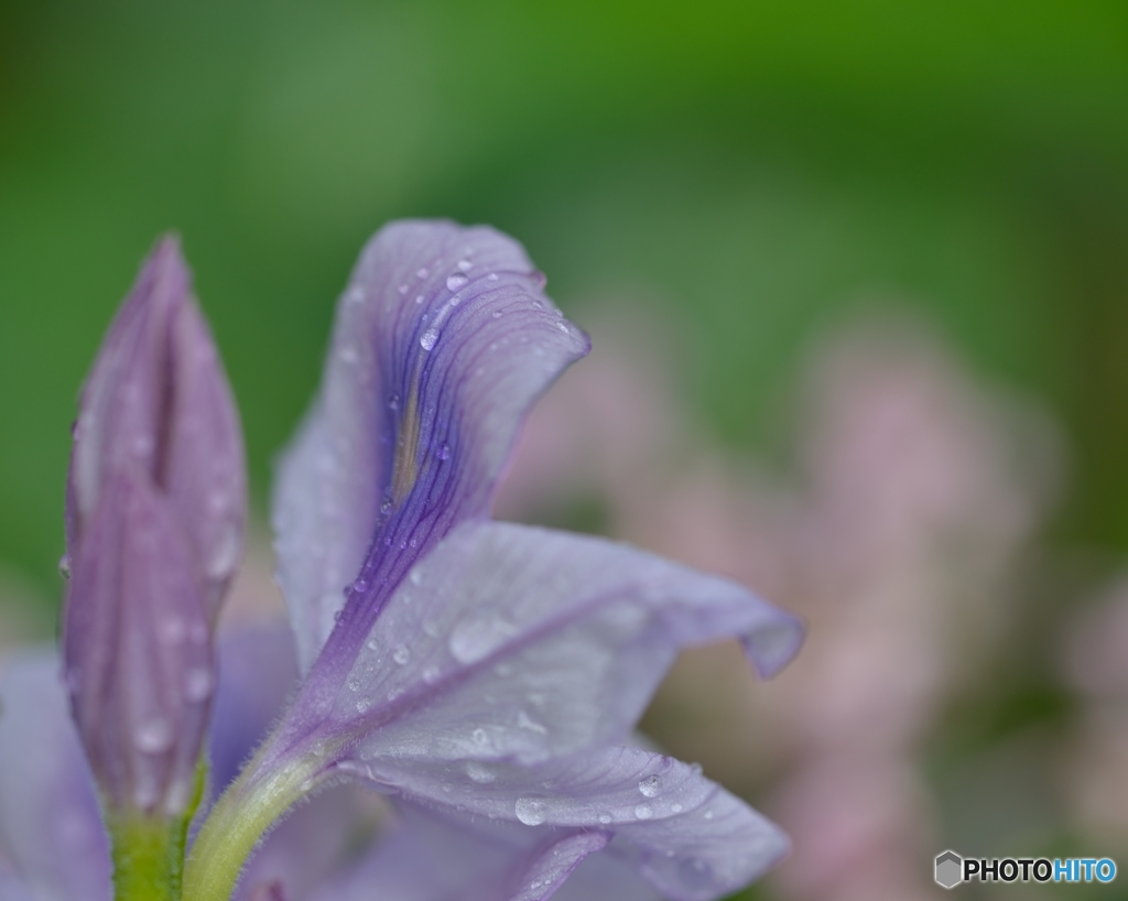 涙雨に☆彡