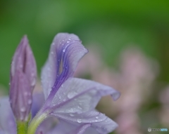 涙雨に☆彡