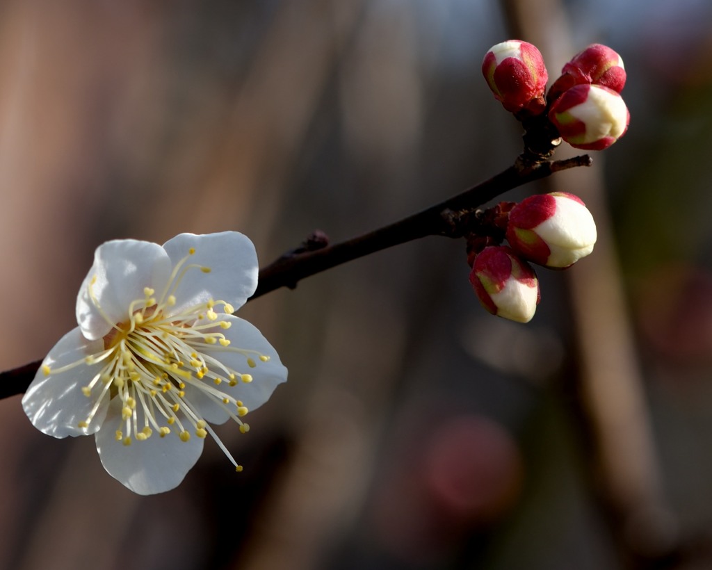 梅の開花　その二