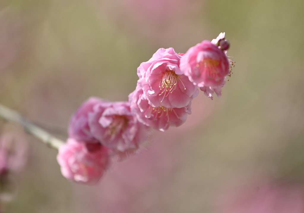 花簪