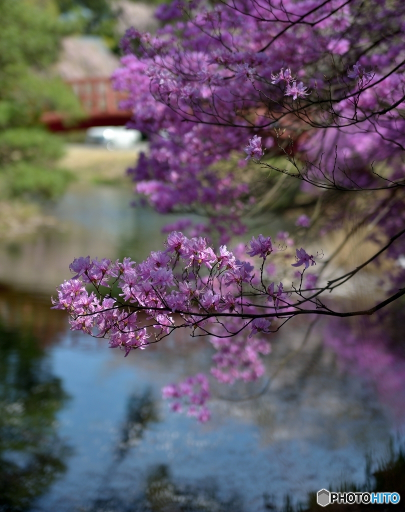 春の池　Ⅰ