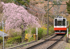 枝垂れと登山電車