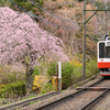 枝垂れと登山電車