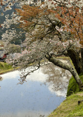 鏡と桜