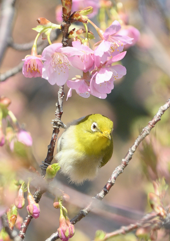 はーるがきーた春が来た①