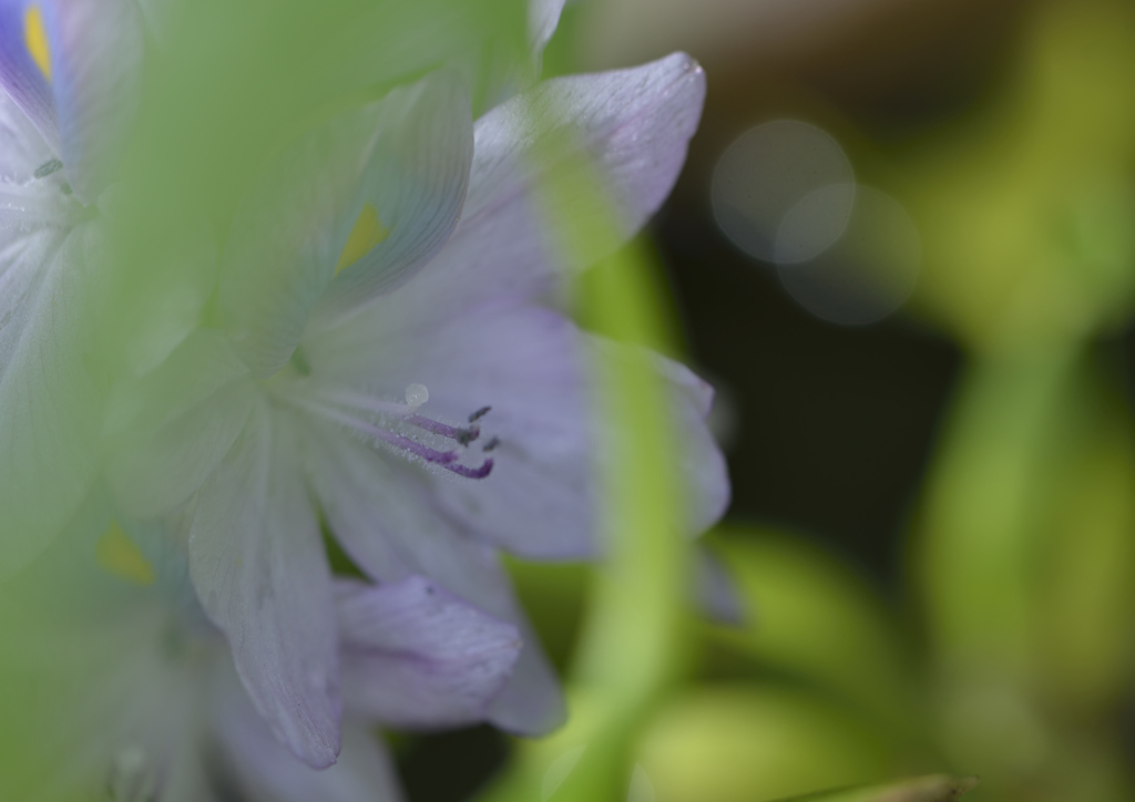 真夏の夢花 By Taiyoh Id 写真共有サイト Photohito