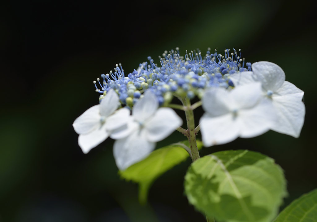 煌めく紫陽花