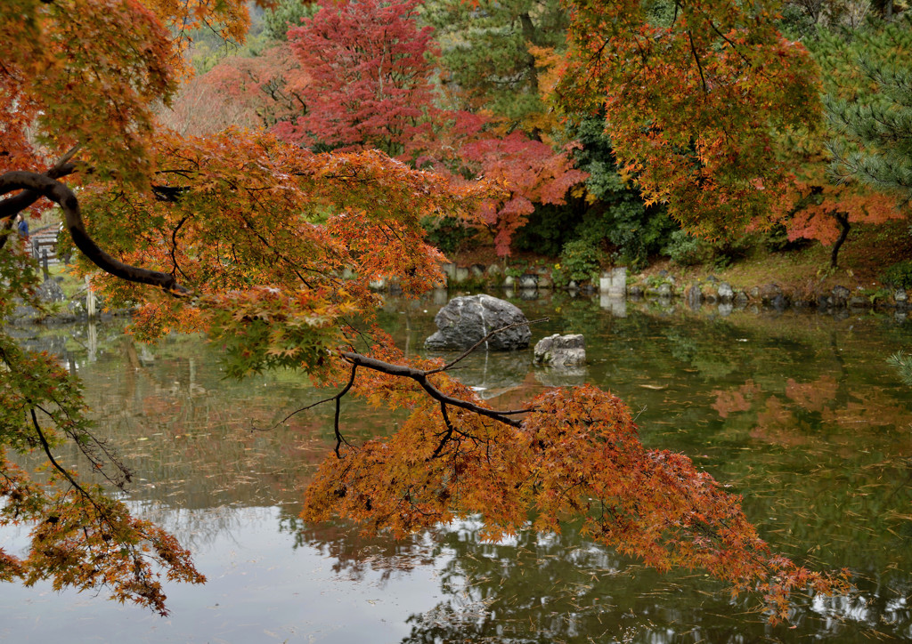 a bough