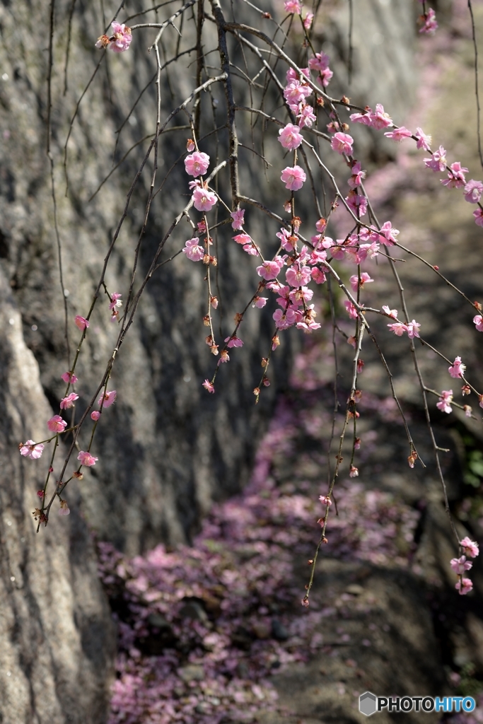残り花
