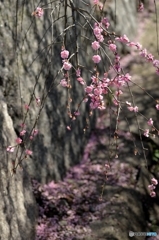 残り花