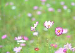 cosmosⅠ