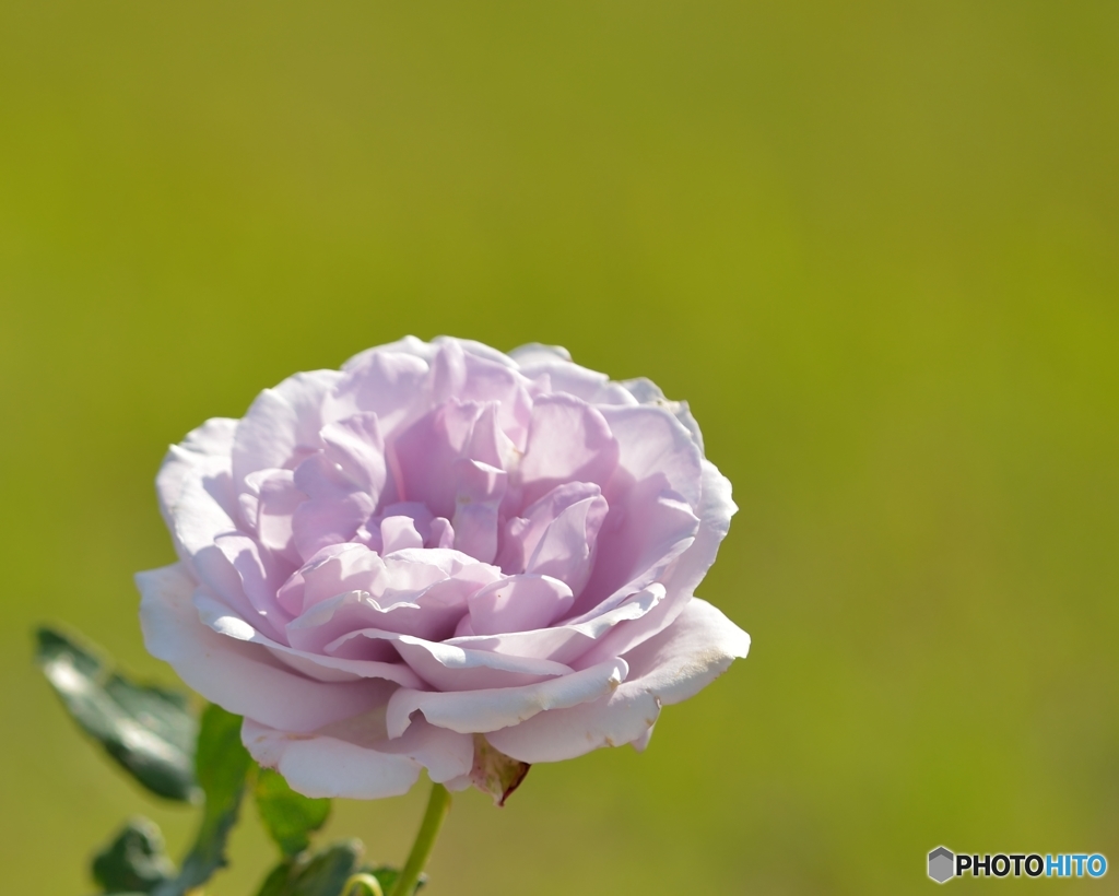 春の薔薇・貴婦人