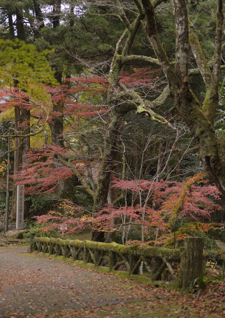 苔生す橋のたもとで