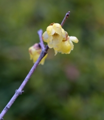 終焉・（蝋梅）