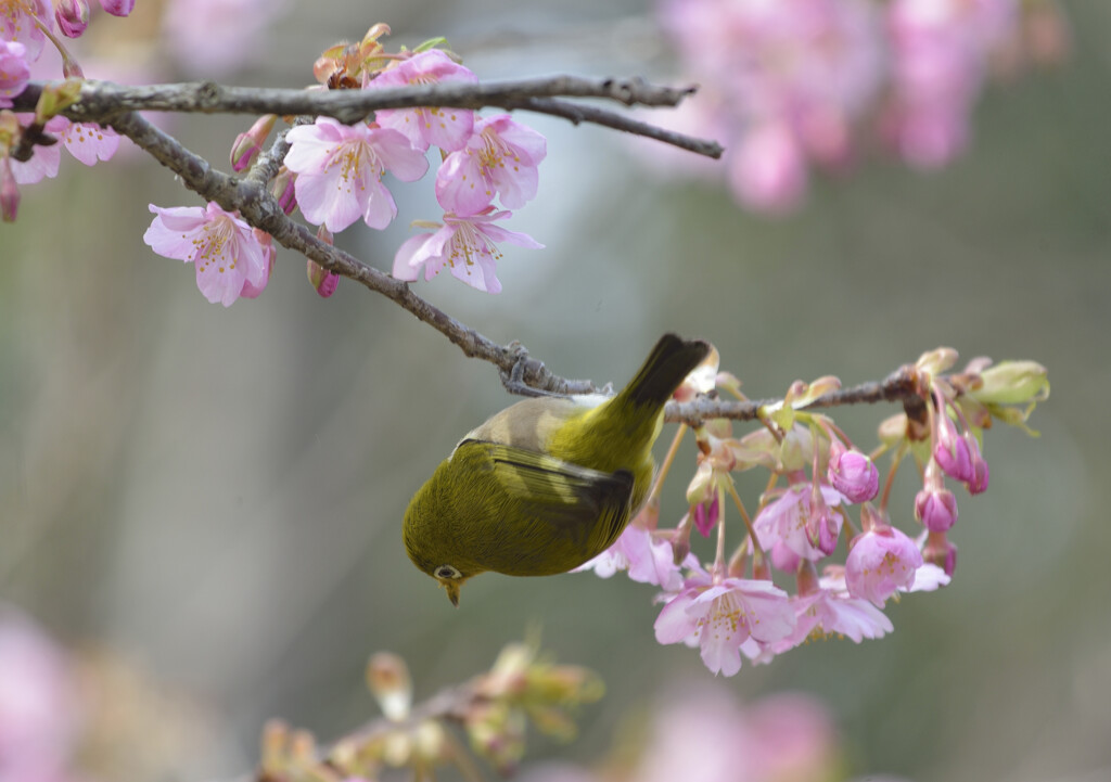 春の戯れ①