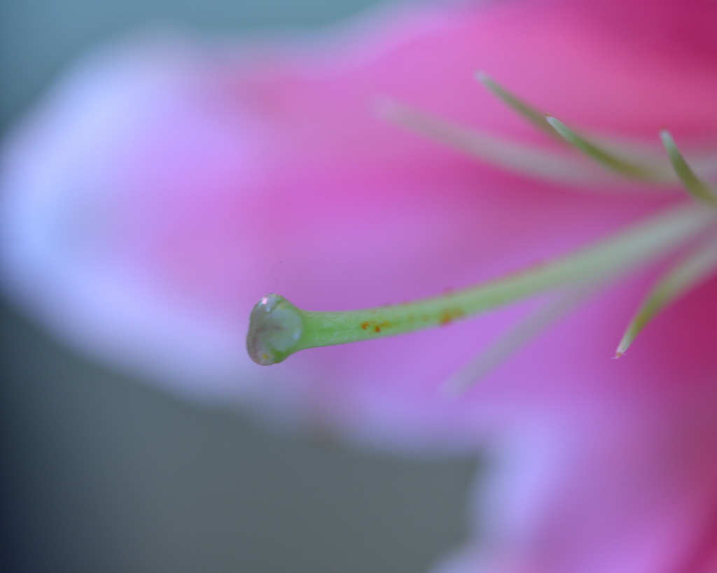 花の鼻
