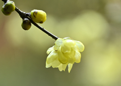 冬の光に輝いて