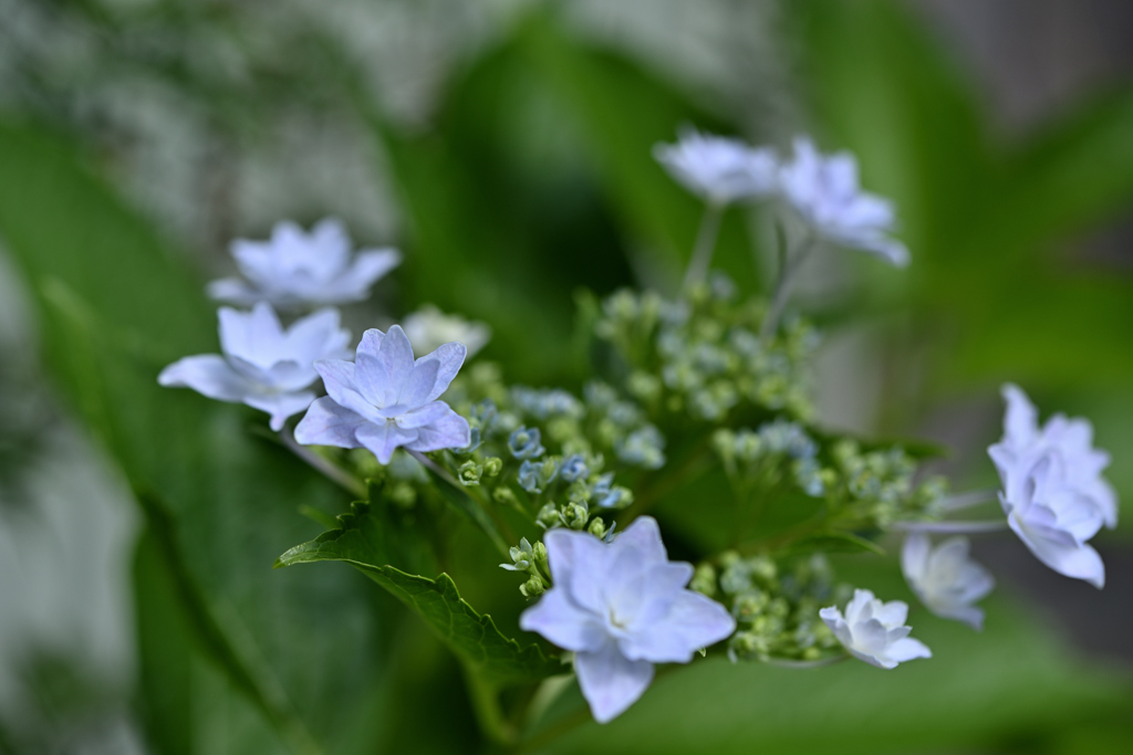 今年の初咲紫陽花