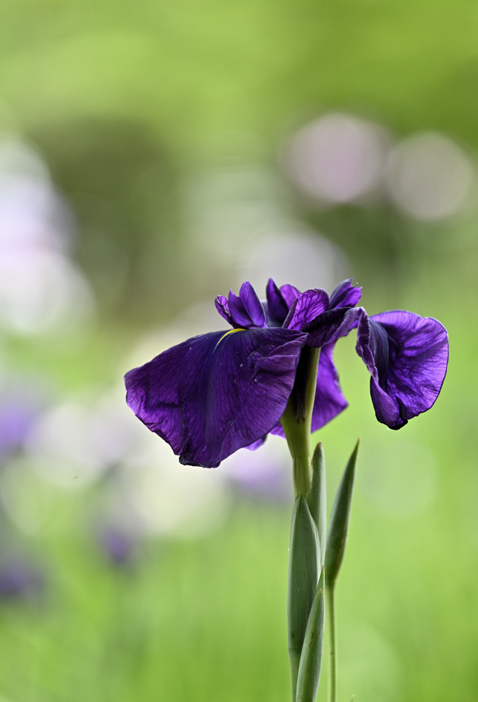 初撮りの花菖蒲