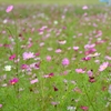 花盛り