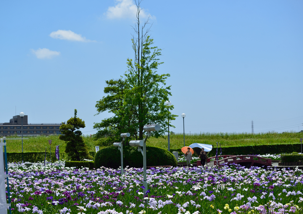 初夏の香りの中で
