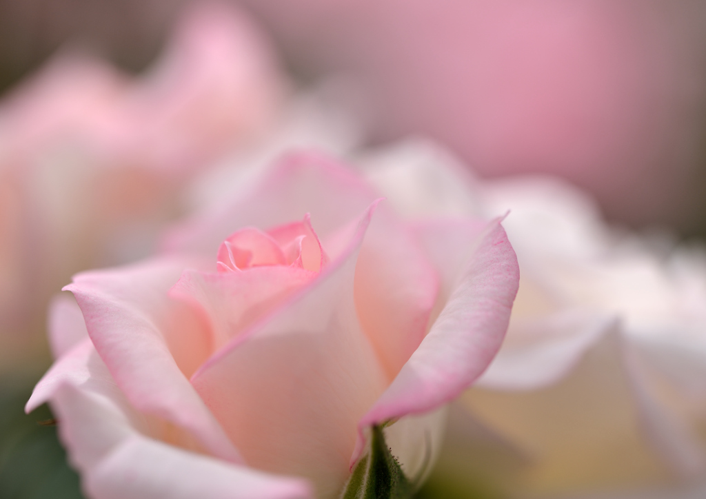 夢見る薔薇