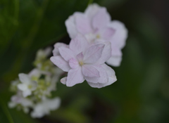 遅咲きの紫陽花
