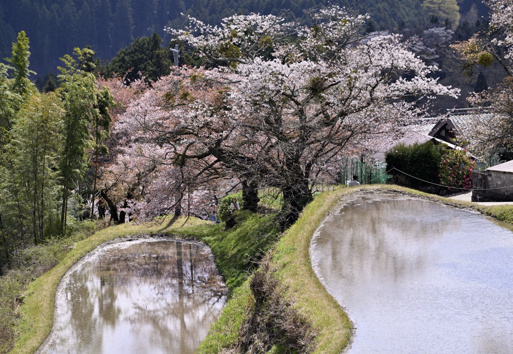 棚田のサクラ❶