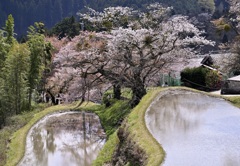 棚田のサクラ❶