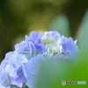 夢の中に