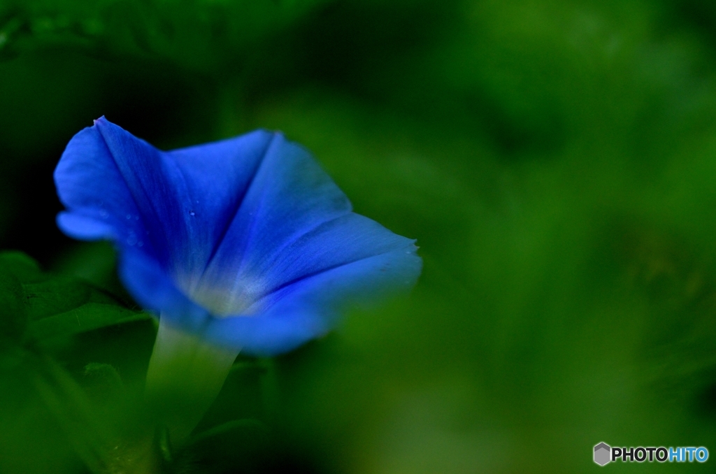 Ｂｌｕｅ