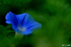 Ｂｌｕｅ