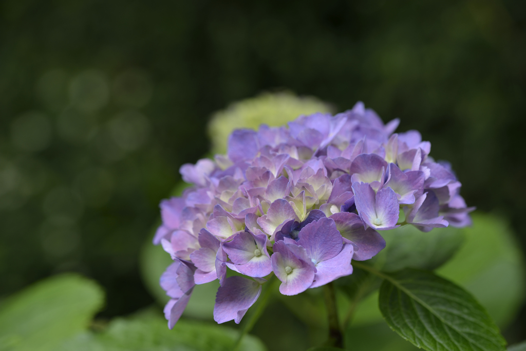紫陽花Ｂｌｕｅ