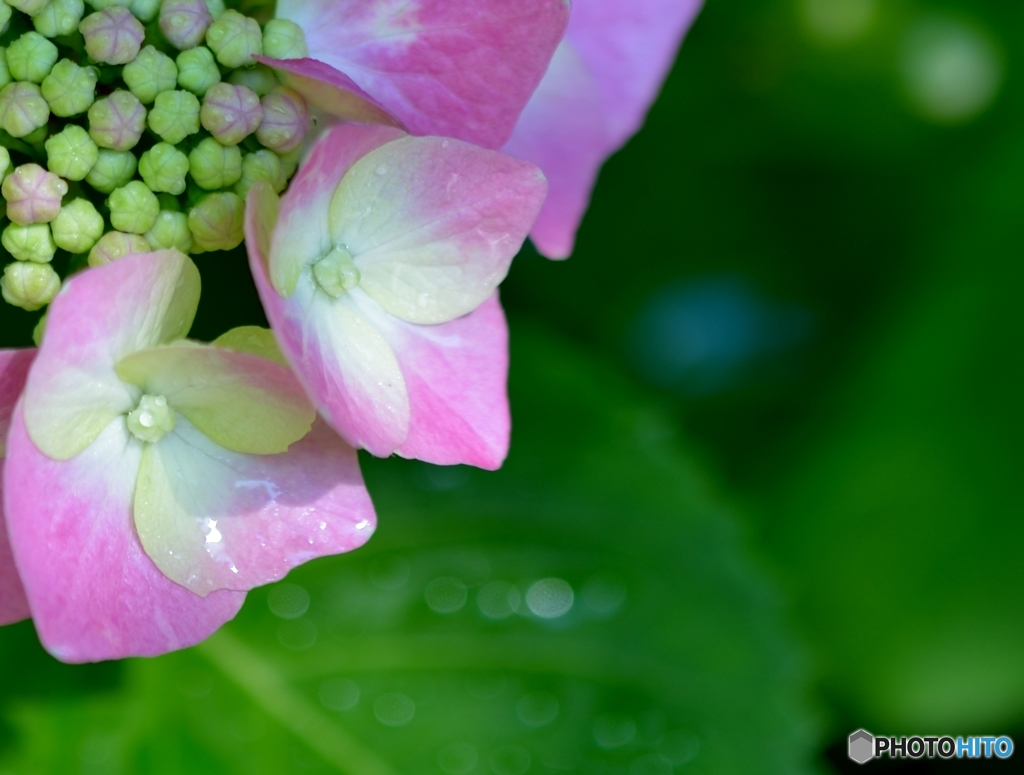 雨上がりにキラッと